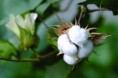 新疆棉花采收全面展开 四项措施加强市场调控