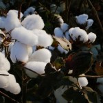 新疆棉花产业可持续发展的思考