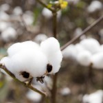 2017年12月全国棉花质量分析