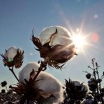 今年新疆棉是否会迎来“春天”？