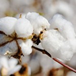 棉花市场零星收购 内地报价小幅上涨