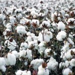 五家渠纤维检验所确保2015年棉花加工企业稳定开展工作