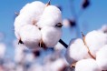 目标价格改革促新疆棉花产业转型升级