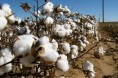 “中国棉花”高度关注棉花品质