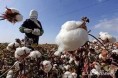乌什县组织474名农民外出拾棉花40天 人均创收4500元