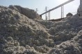 一三三团收购籽棉逾十万吨 创历史同期之最
