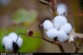 中亚棉花生产