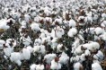 15年棉花继续减产 新疆主产区地位进一步巩固