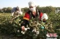 新疆棉区籽棉收购市场气氛平稳，价格续跌