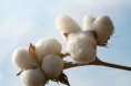 新疆新棉质量有望提升 出疆量或将骤减1/3