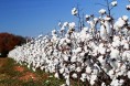 2016年度中国棉花市场供应紧平衡？