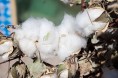 新疆籽棉交售基本结束
