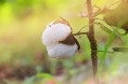 国家统计局农村司高级统计师黄秉信解读棉花生产情况